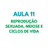 AULA 11